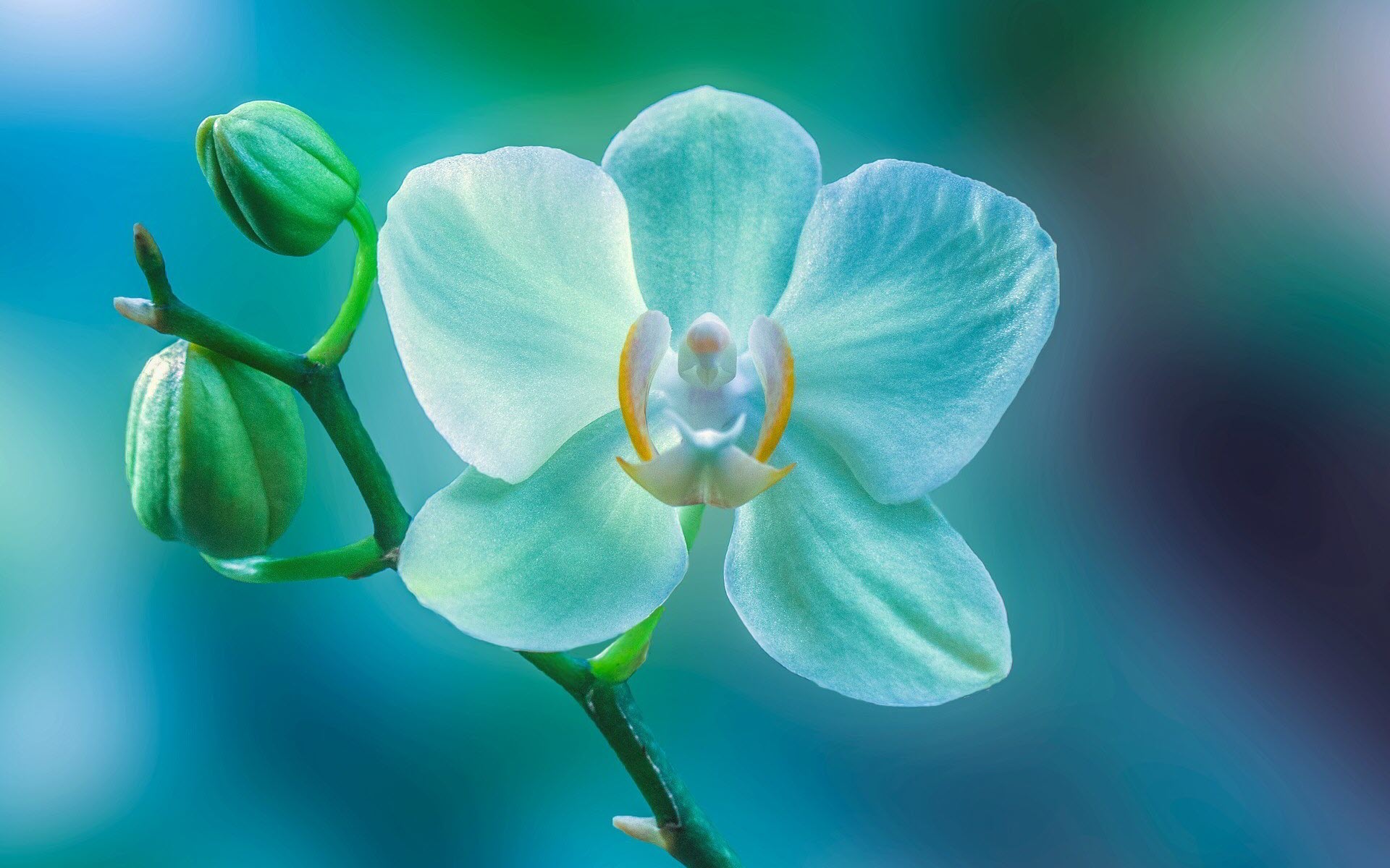 Hình nền hoa lan đẹp chất lượng nhất