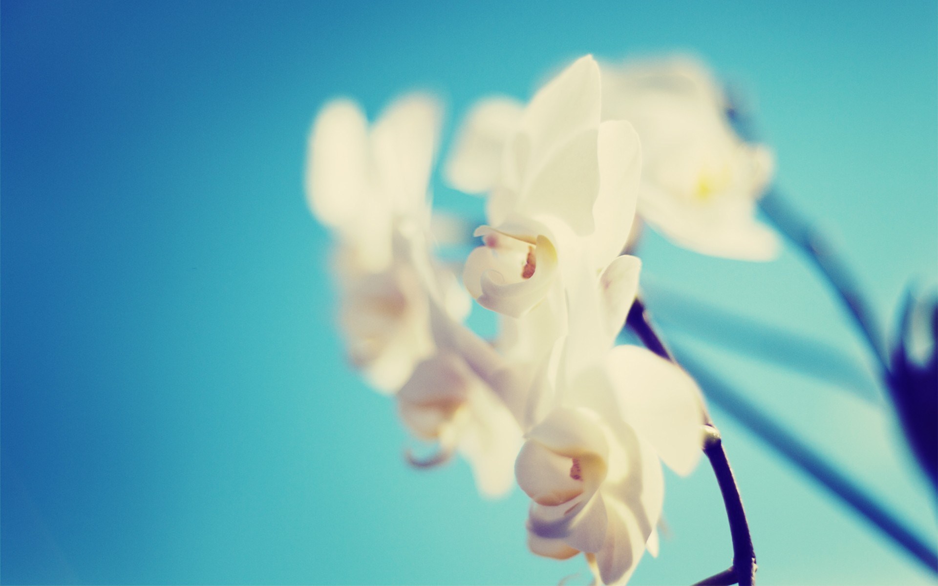 Hình nền hoa lan trắng nền xanh đẹp