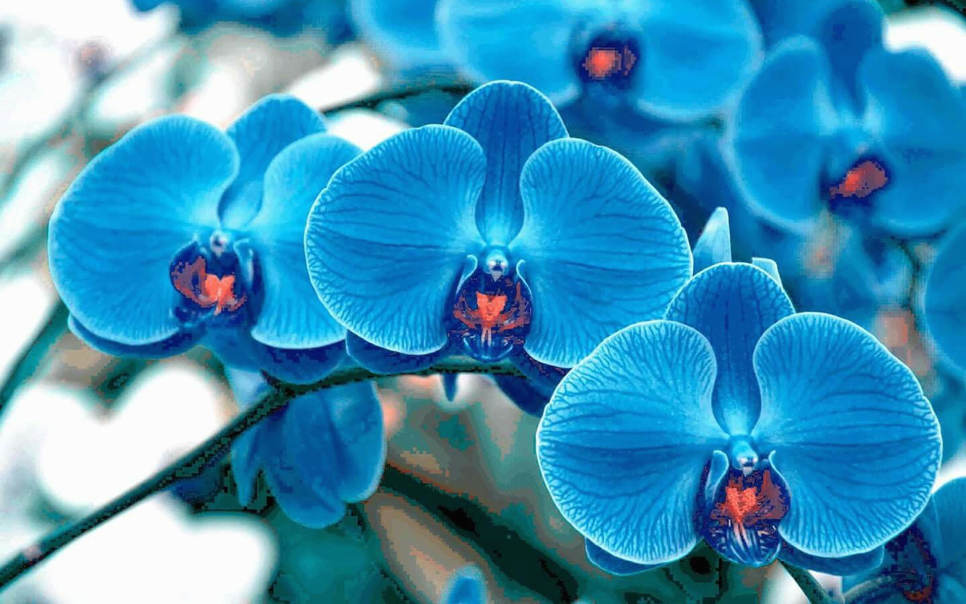 Hình nền hoa lan xanh đẹp nhất