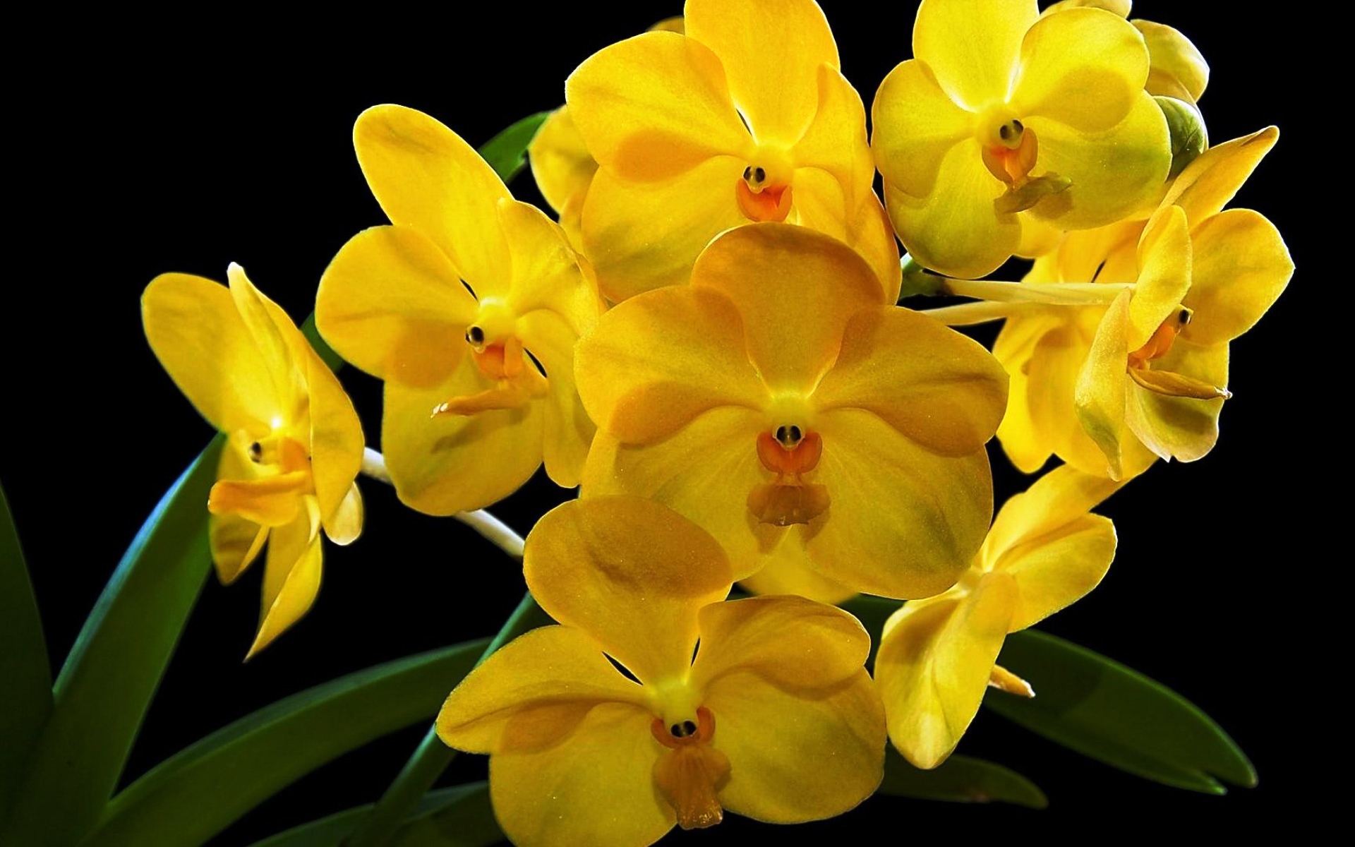 Hình nền hoa lan vàng đẹp, ý nghĩa