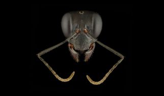 Cận cảnh khuôn mặt của 12 loài kiến trên thế giới